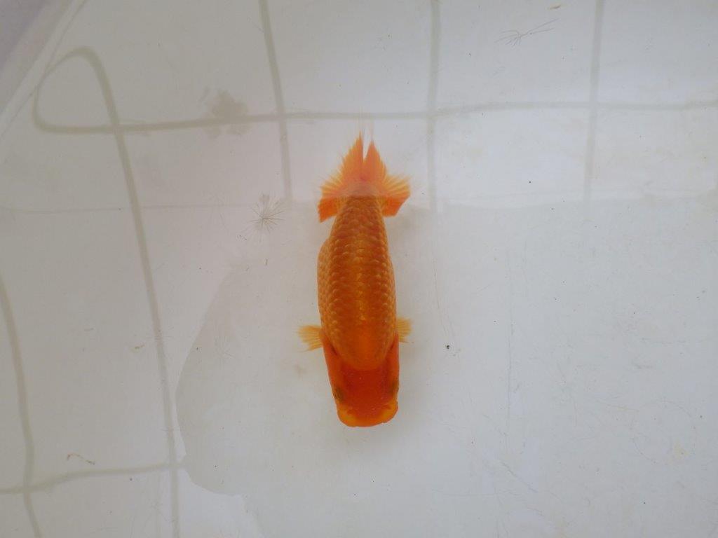【愛知M 様】魚っぷりの良い粋な当歳らんちゅう  約10㎝