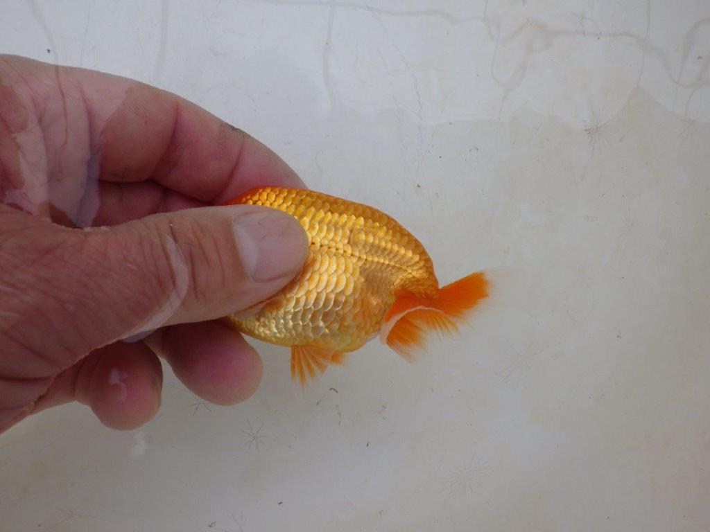 【愛知M 様】魚っぷりの良い粋な当歳らんちゅう  約10㎝