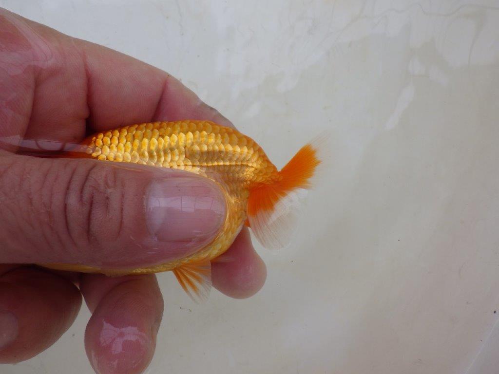 【愛知M 様】魚っぷりの良い粋な当歳らんちゅう  約10㎝