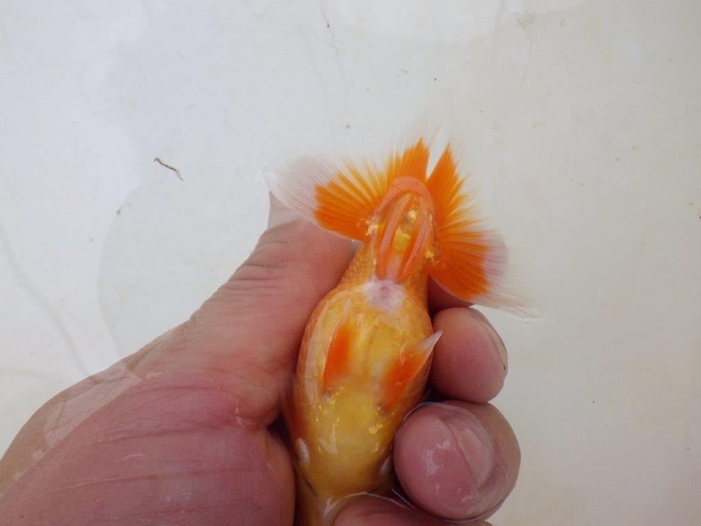 【愛知M 様】魚っぷりの良い粋な当歳らんちゅう  約10㎝