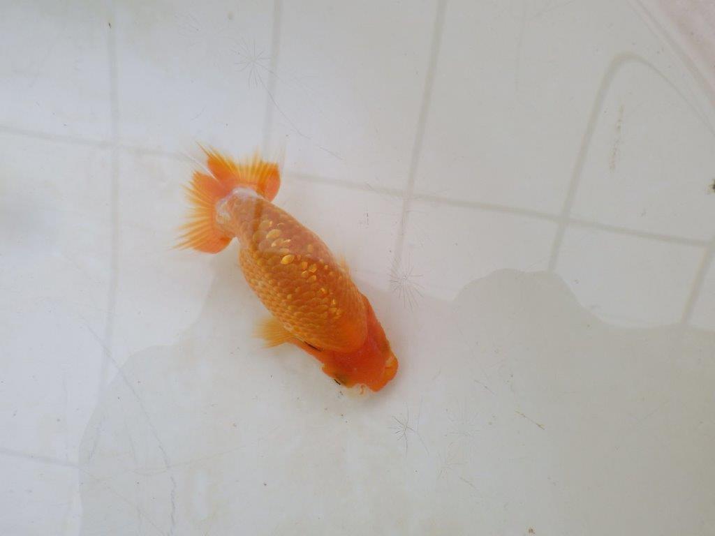 【愛知M 様】飼い込みお勧め！当歳らんちゅう  約9,5㎝