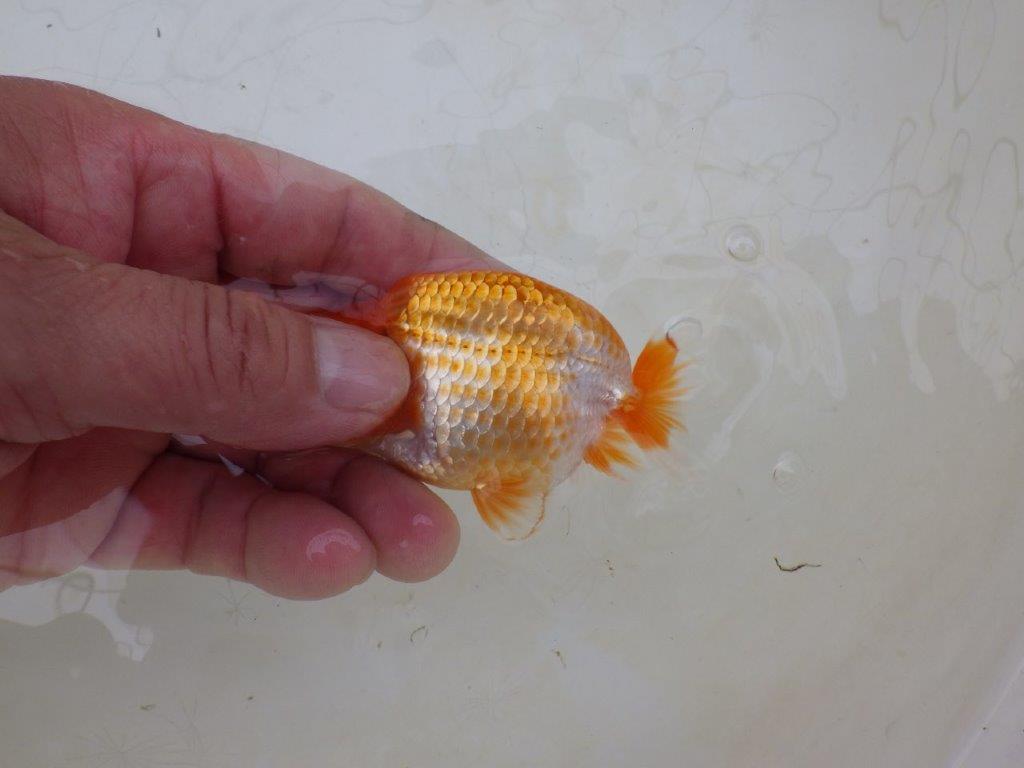 【愛知M 様】飼い込みお勧め！当歳らんちゅう  約9,5㎝