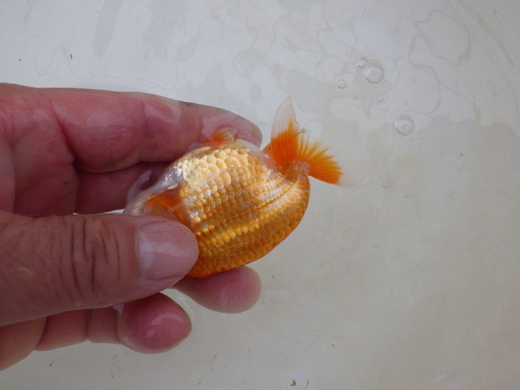 【愛知M 様】飼い込みお勧め！当歳らんちゅう  約9,5㎝