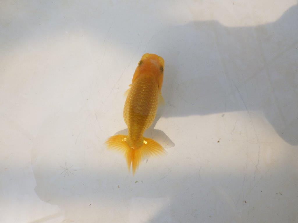【愛知超優良系統 】綺麗な赤勝ち更紗　当歳らんちゅう約7,5~8cm