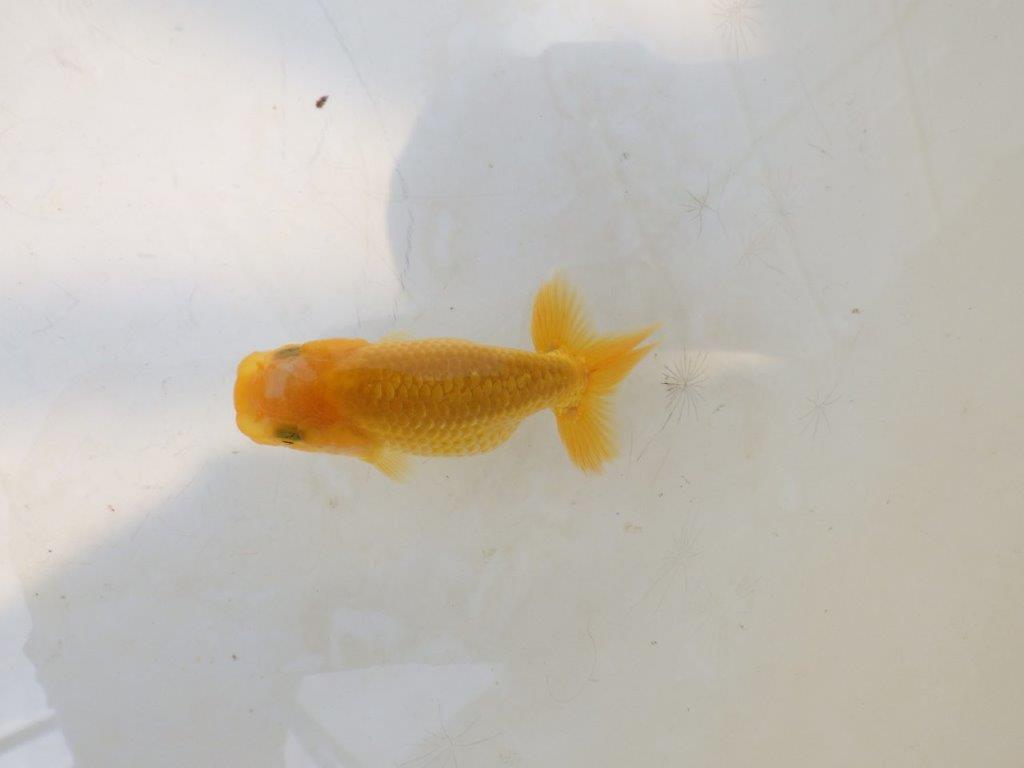 【愛知超優良系統 】綺麗な赤勝ち更紗　当歳らんちゅう約7,5~8cm