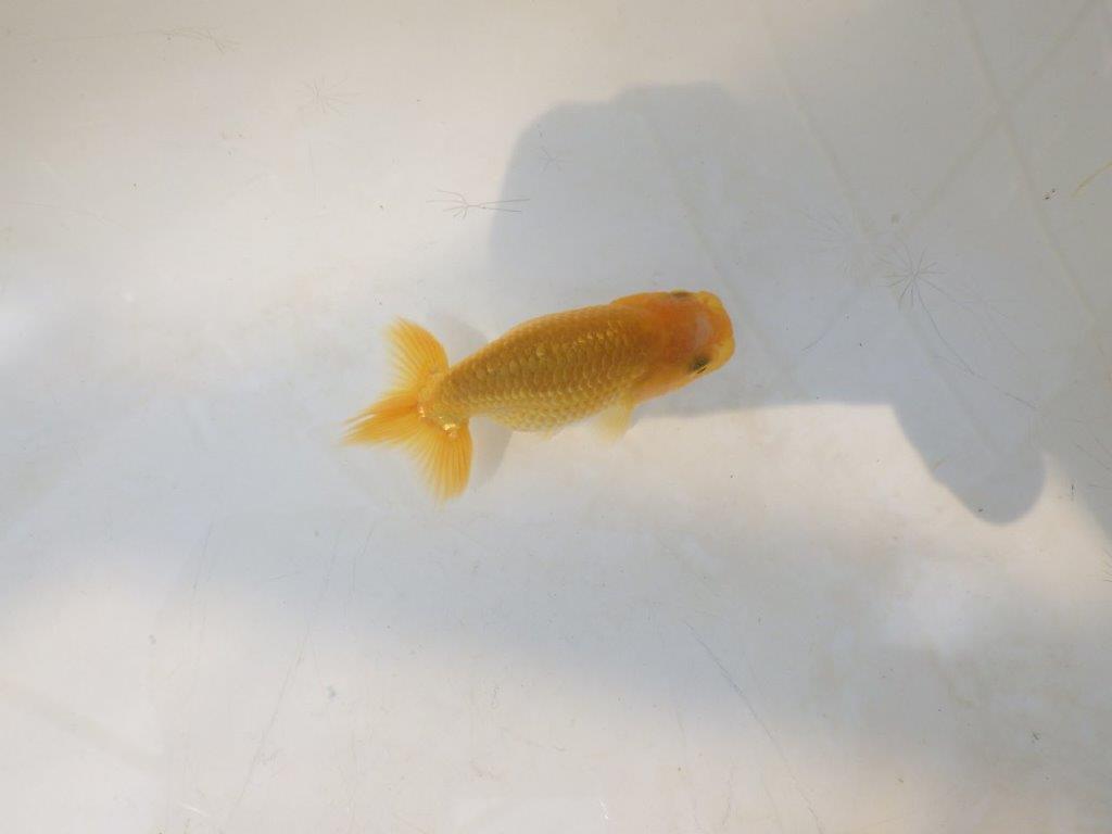 【愛知超優良系統 】綺麗な赤勝ち更紗　当歳らんちゅう約7,5~8cm