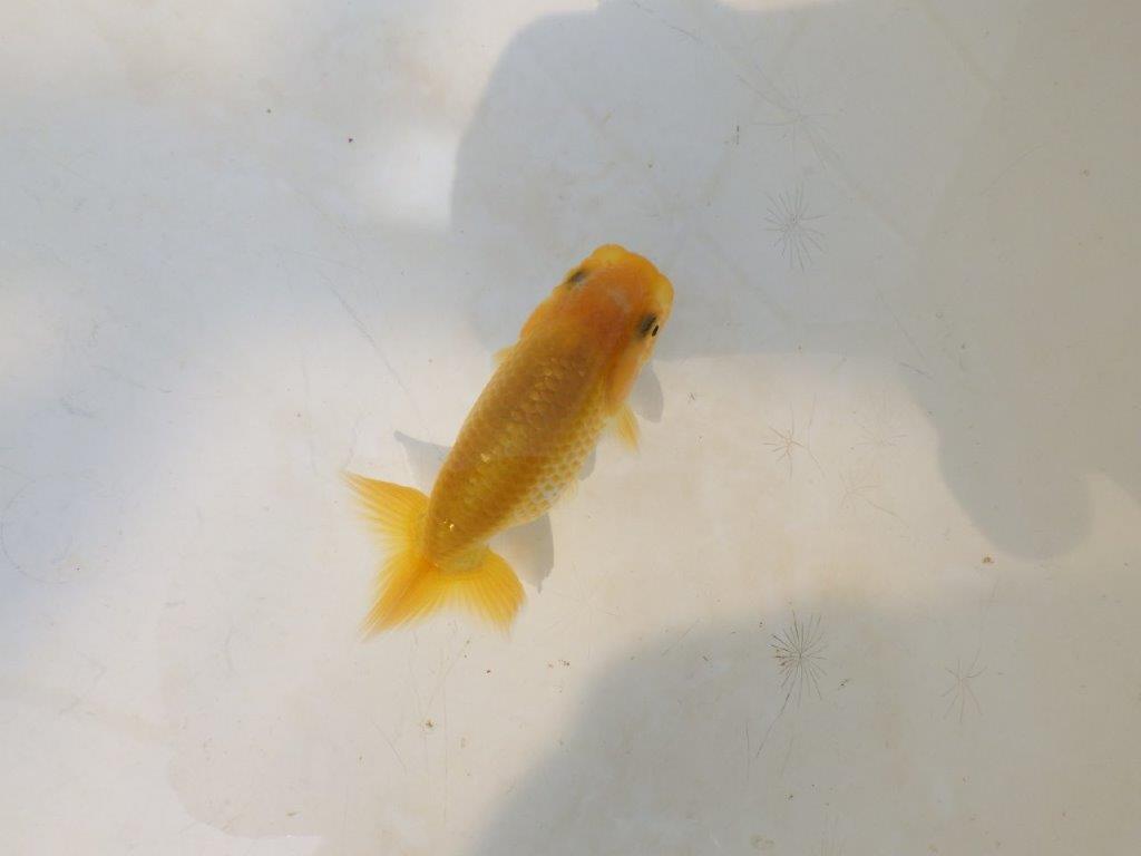 【愛知超優良系統 】しっかりした体系の更紗　当歳らんちゅう約7,5~8cm