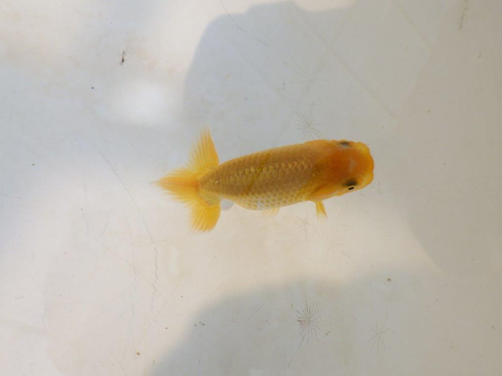 【愛知超優良系統 】しっかりした体系の更紗　当歳らんちゅう約7,5~8cm