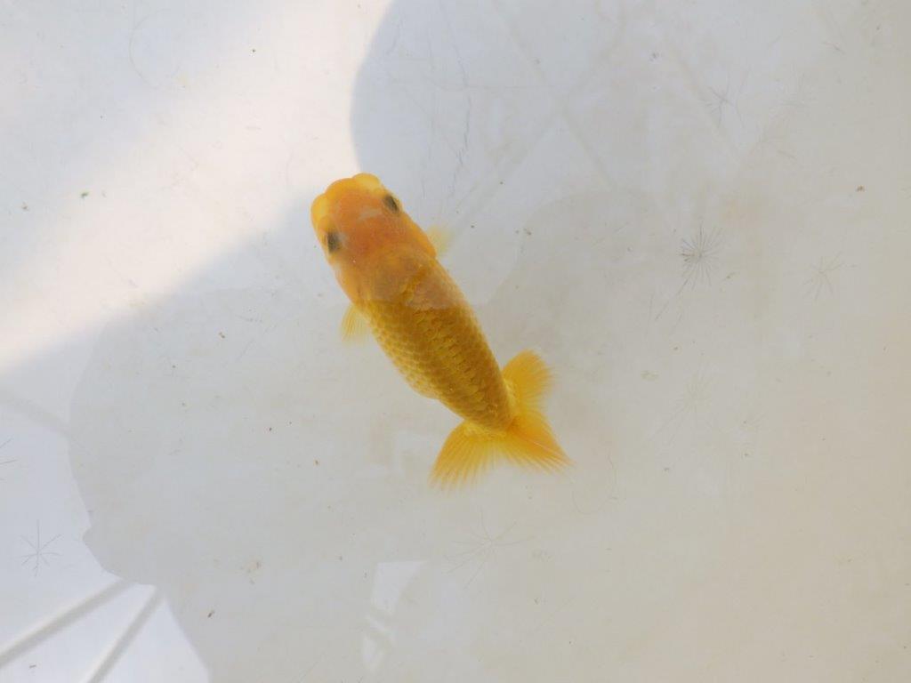 【愛知超優良系統 】しっかりした体系の更紗　当歳らんちゅう約7,5~8cm