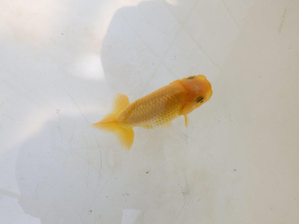 【愛知超優良系統 】しっかりした体系の更紗　当歳らんちゅう約7,5~8cm