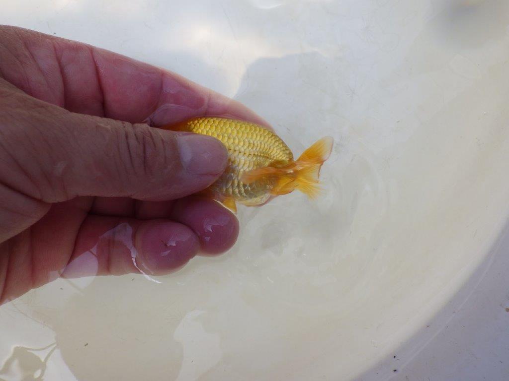 【愛知超優良系統 】しっかりした体系の更紗　当歳らんちゅう約7,5~8cm