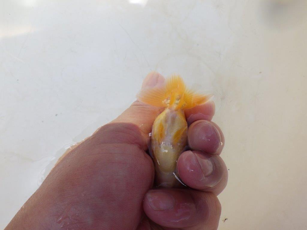 【愛知超優良系統 】しっかりした体系の更紗　当歳らんちゅう約7,5~8cm