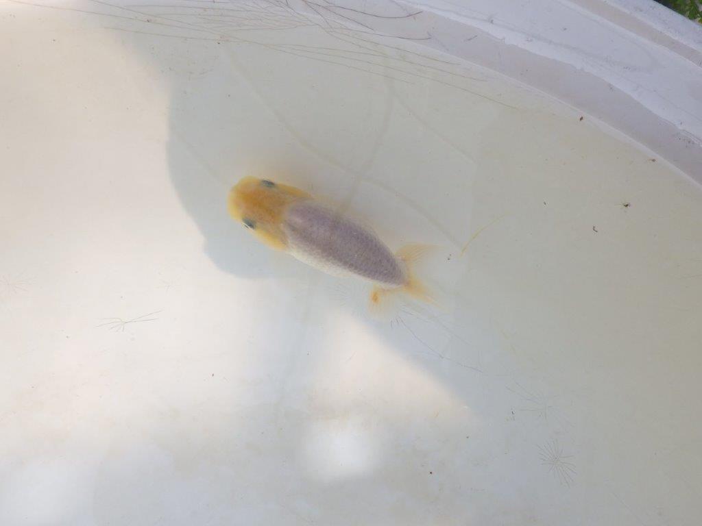 【愛知超優良系統 】背中のラインが美しい白　当歳らんちゅう約8~8,5cm