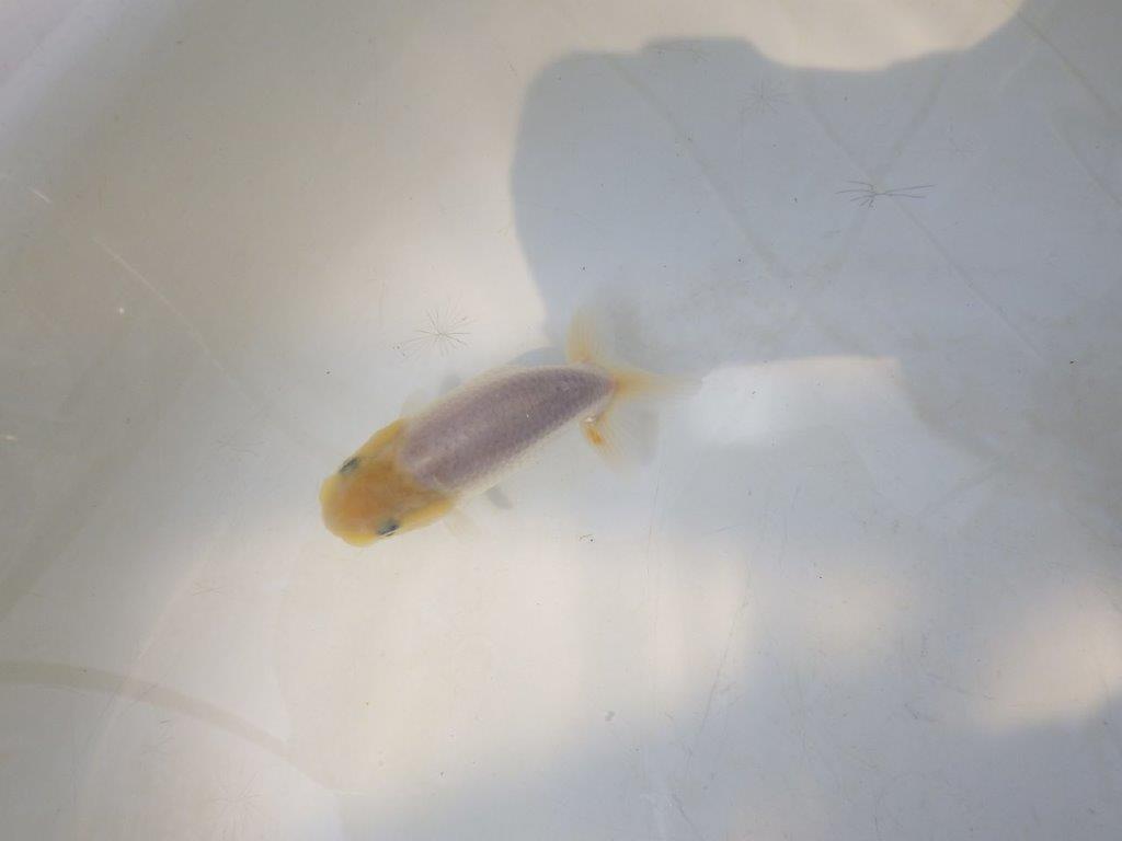 【愛知超優良系統 】背中のラインが美しい白　当歳らんちゅう約8~8,5cm