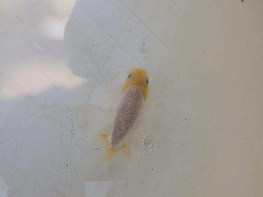 【愛知超優良系統 】背中のラインが美しい白　当歳らんちゅう約8~8,5cm