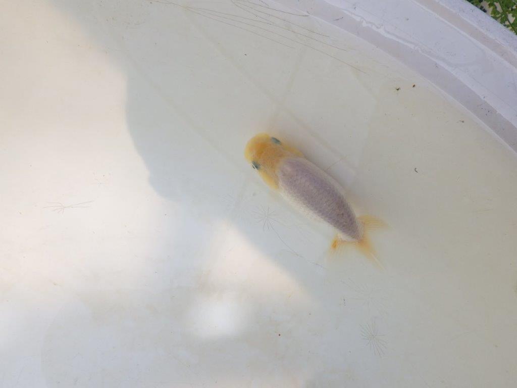 【愛知超優良系統 】背中のラインが美しい白　当歳らんちゅう約8~8,5cm