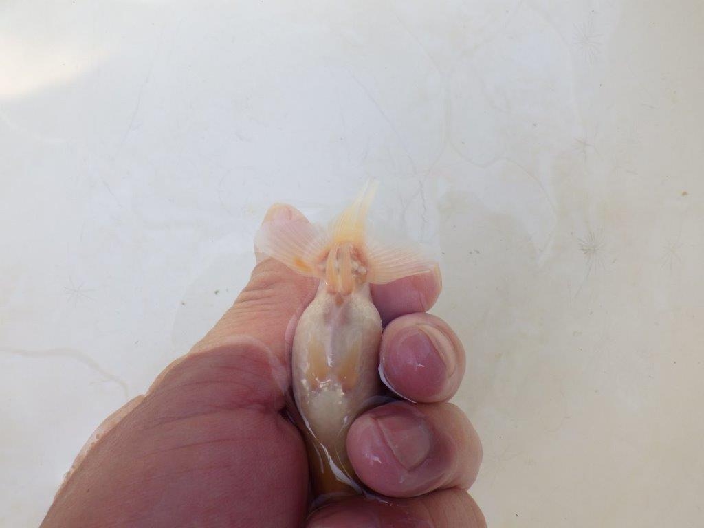 【愛知超優良系統 】背中のラインが美しい白　当歳らんちゅう約8~8,5cm