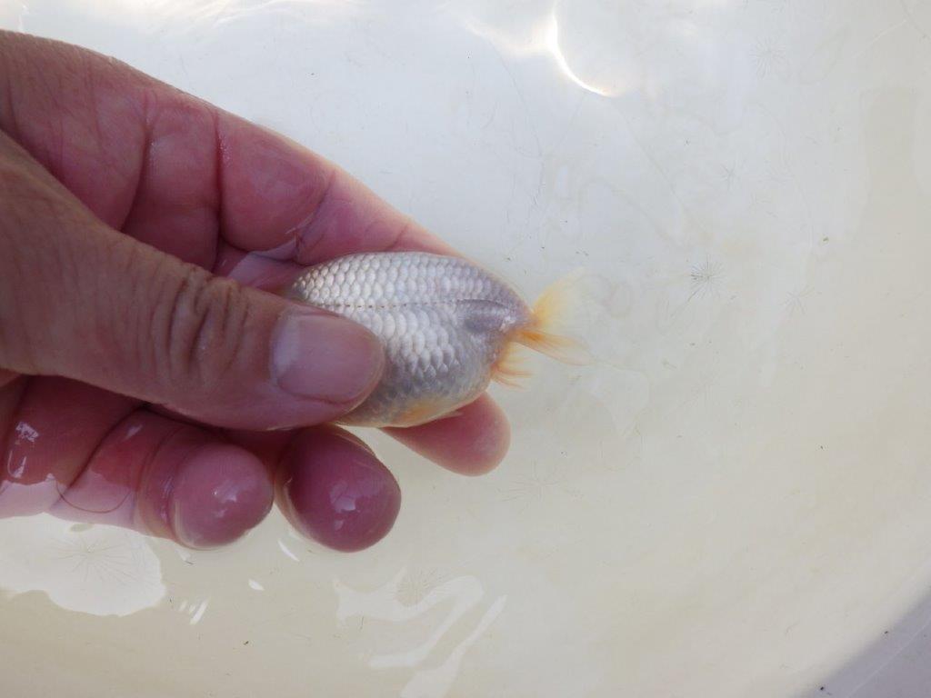 【愛知超優良系統 】背中のラインが美しい白　当歳らんちゅう約8~8,5cm