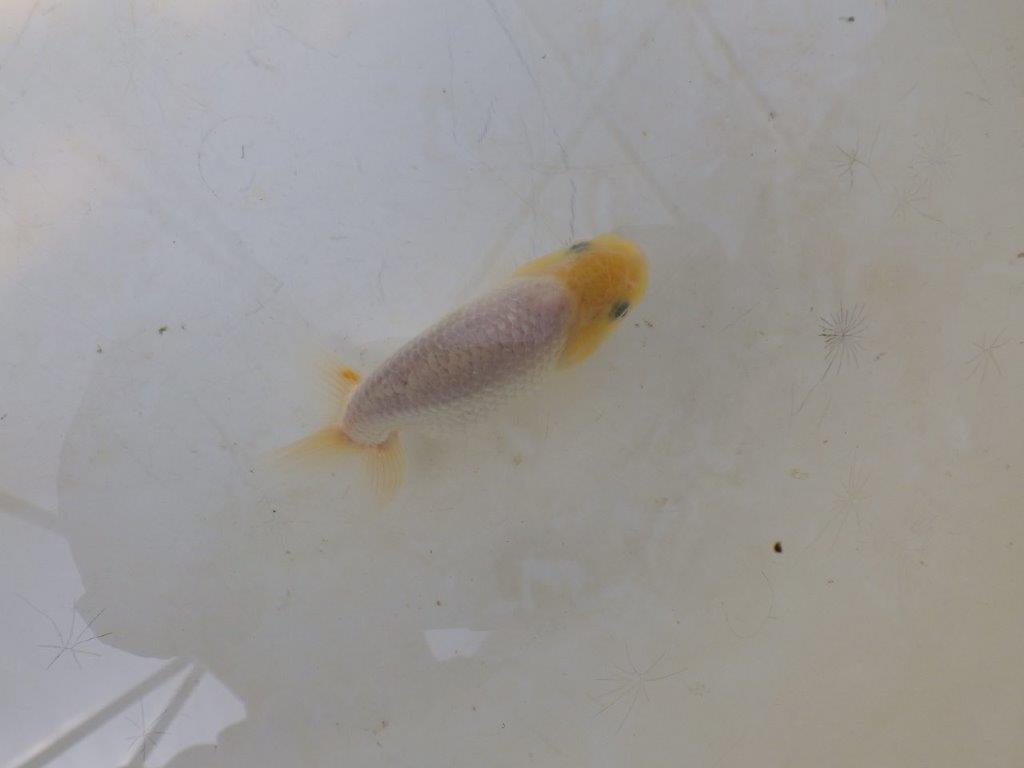【愛知超優良系統 】背中のラインが美しい白　当歳らんちゅう約8~8,5cm