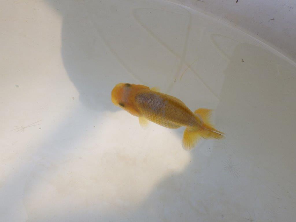 【愛知超優良系統 】今後の成長が楽しみな更紗 当歳らんちゅう約7,5~8cm