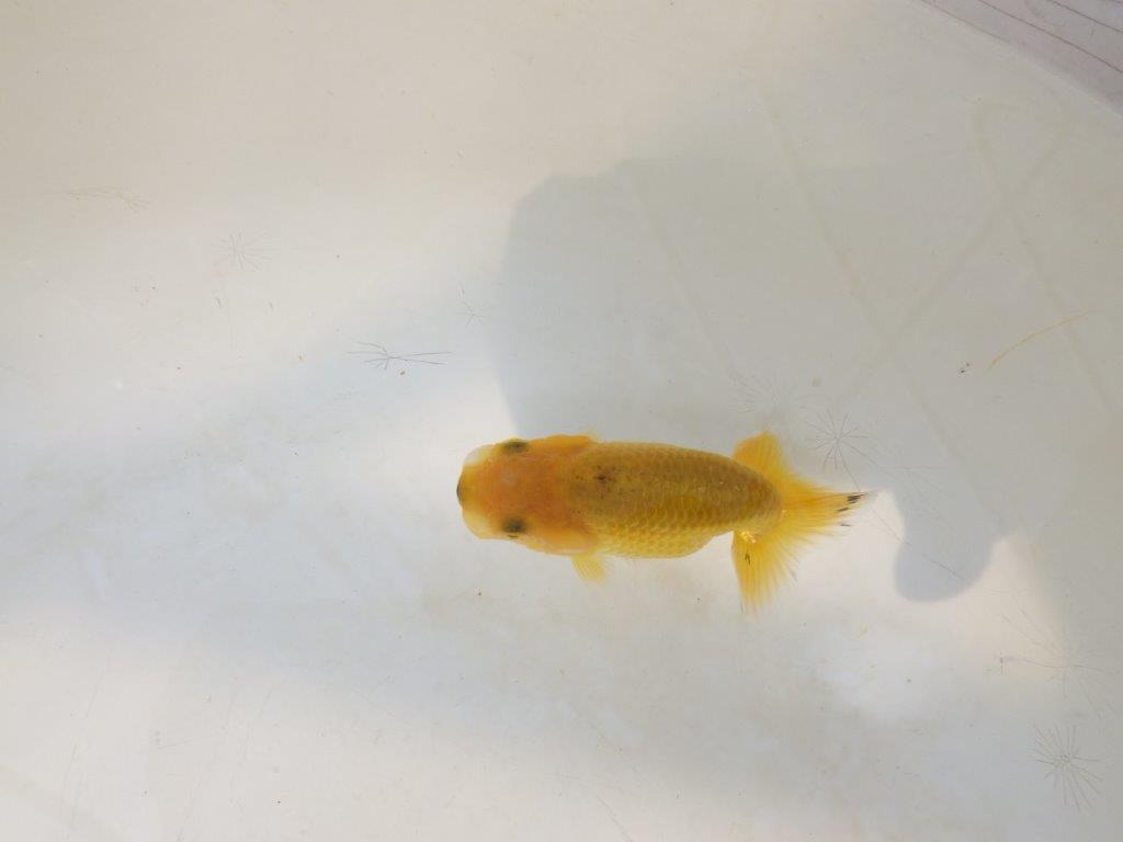 【愛知超優良系統 】来春の種にもお勧めな更紗　当歳らんちゅう約7,5~8cm
