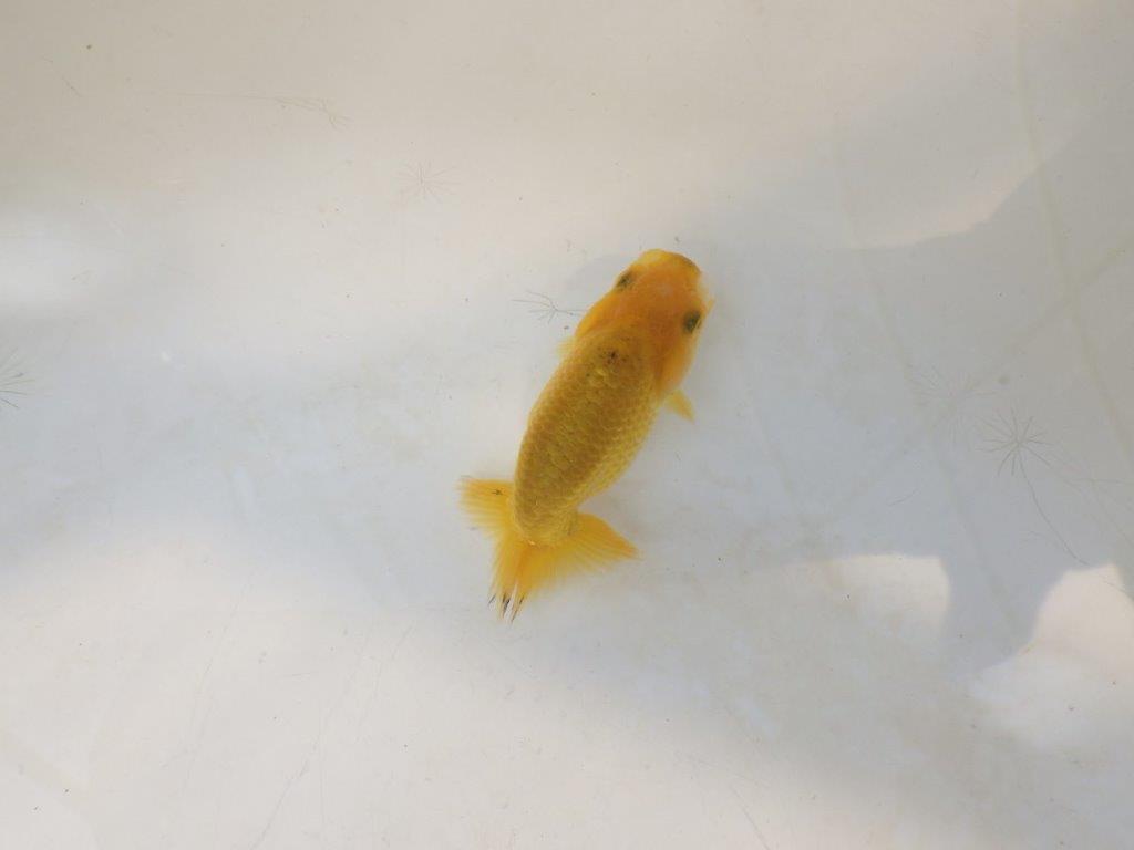 【愛知超優良系統 】来春の種にもお勧めな更紗　当歳らんちゅう約7,5~8cm