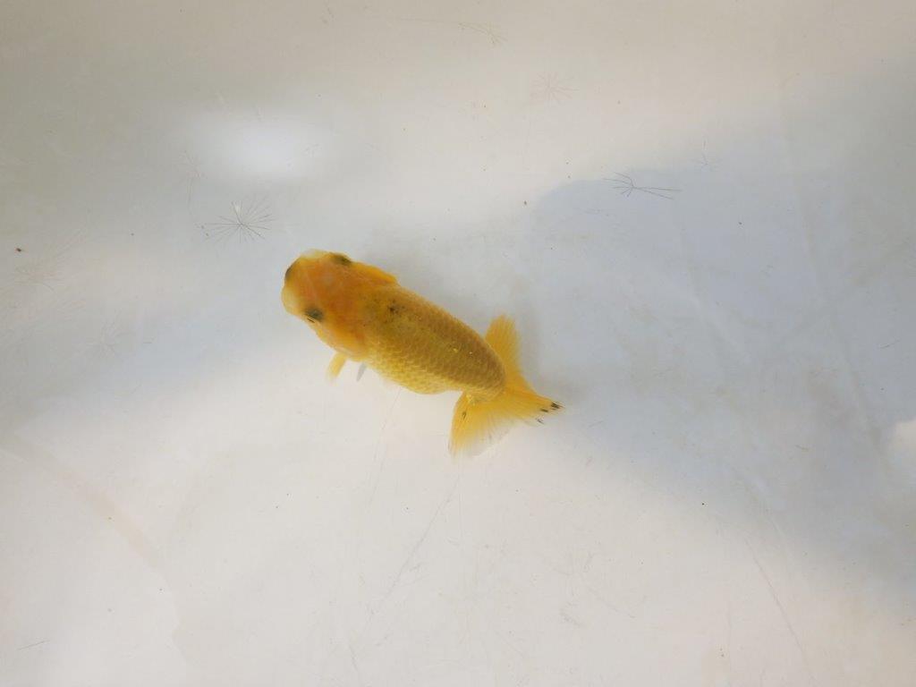 【愛知超優良系統 】来春の種にもお勧めな更紗　当歳らんちゅう約7,5~8cm