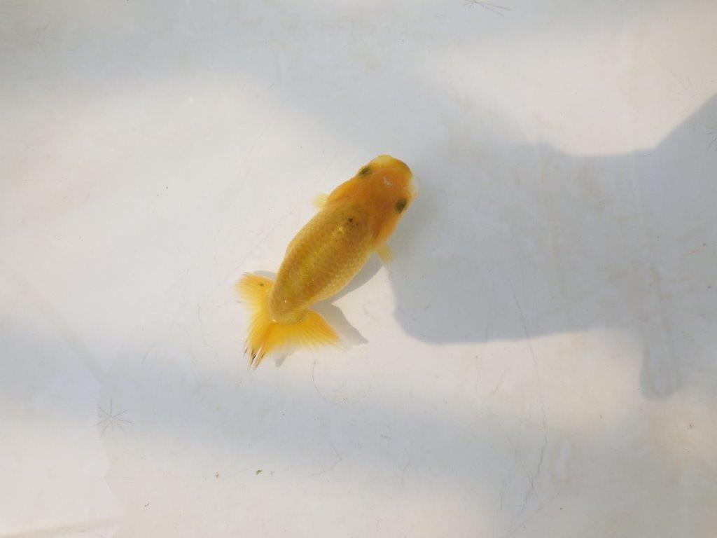 【愛知超優良系統 】来春の種にもお勧めな更紗　当歳らんちゅう約7,5~8cm