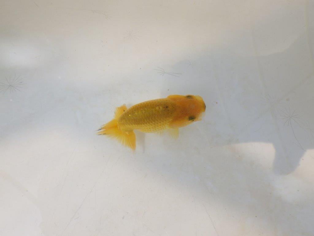 【愛知超優良系統 】来春の種にもお勧めな更紗　当歳らんちゅう約7,5~8cm