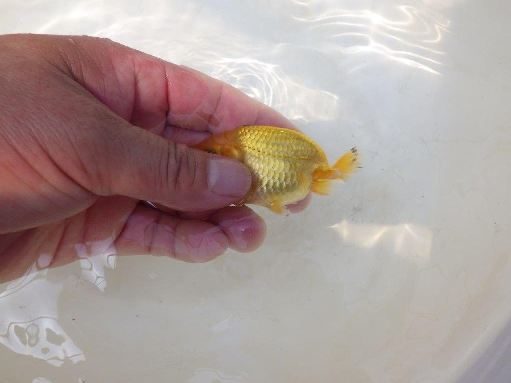【愛知超優良系統 】来春の種にもお勧めな更紗　当歳らんちゅう約7,5~8cm