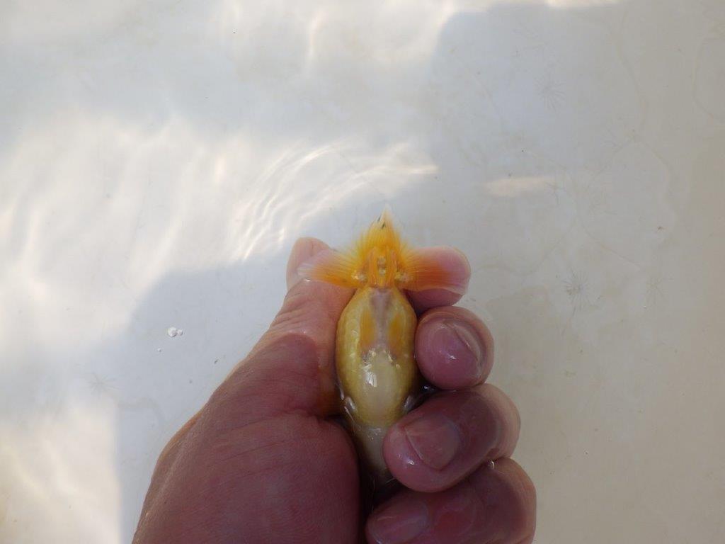 【愛知超優良系統 】来春の種にもお勧めな更紗　当歳らんちゅう約7,5~8cm