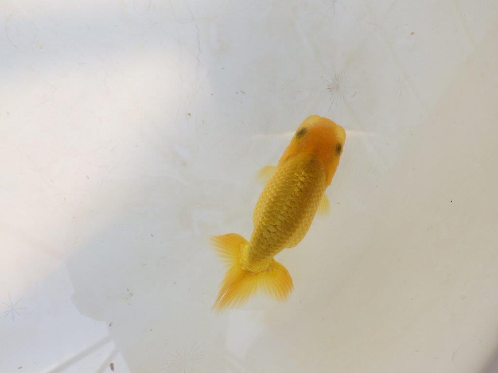【愛知超優良系統 】先行きが気になる逸材 当歳らんちゅう約7,5~8cm