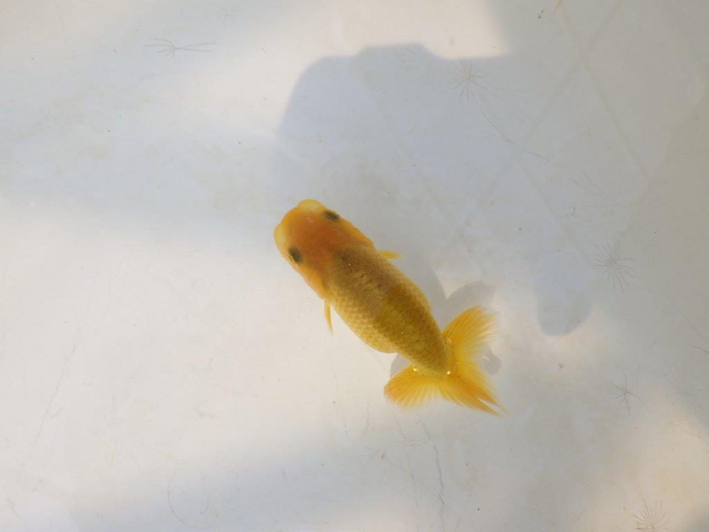 【愛知超優良系統 】先行きが気になる逸材 当歳らんちゅう約7,5~8cm