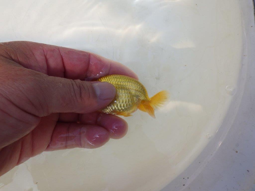 【愛知超優良系統 】先行きが気になる逸材 当歳らんちゅう約7,5~8cm