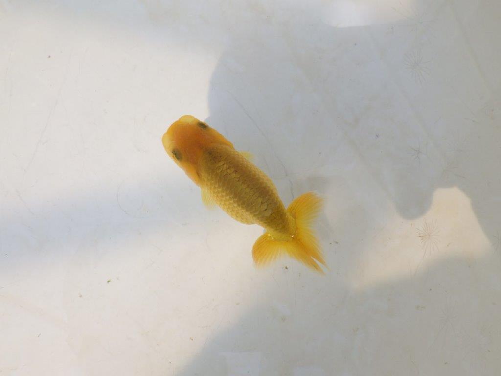 【愛知超優良系統 】先行きが気になる逸材　当歳らんちゅう約7,5~8cmの上身