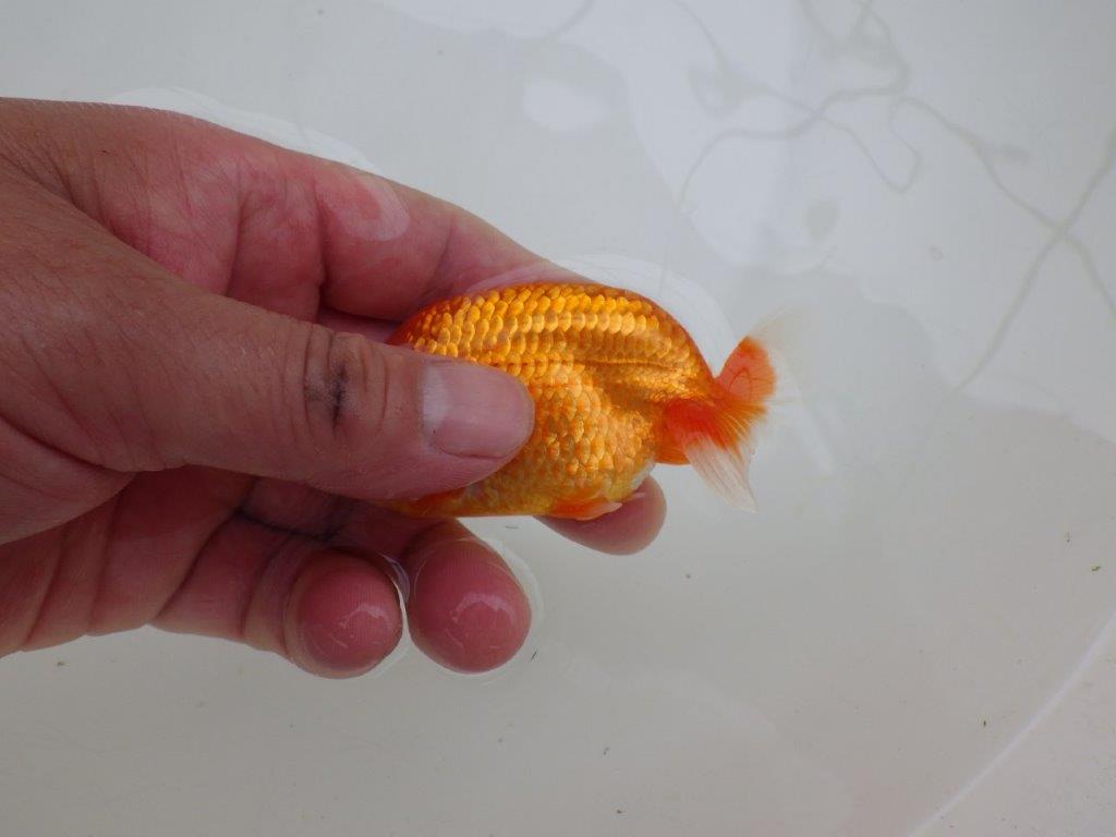 【愛知M 様作当歳らんちゅう 期間限定販売】飼い込みお勧め　約9,5㎝　性別不明