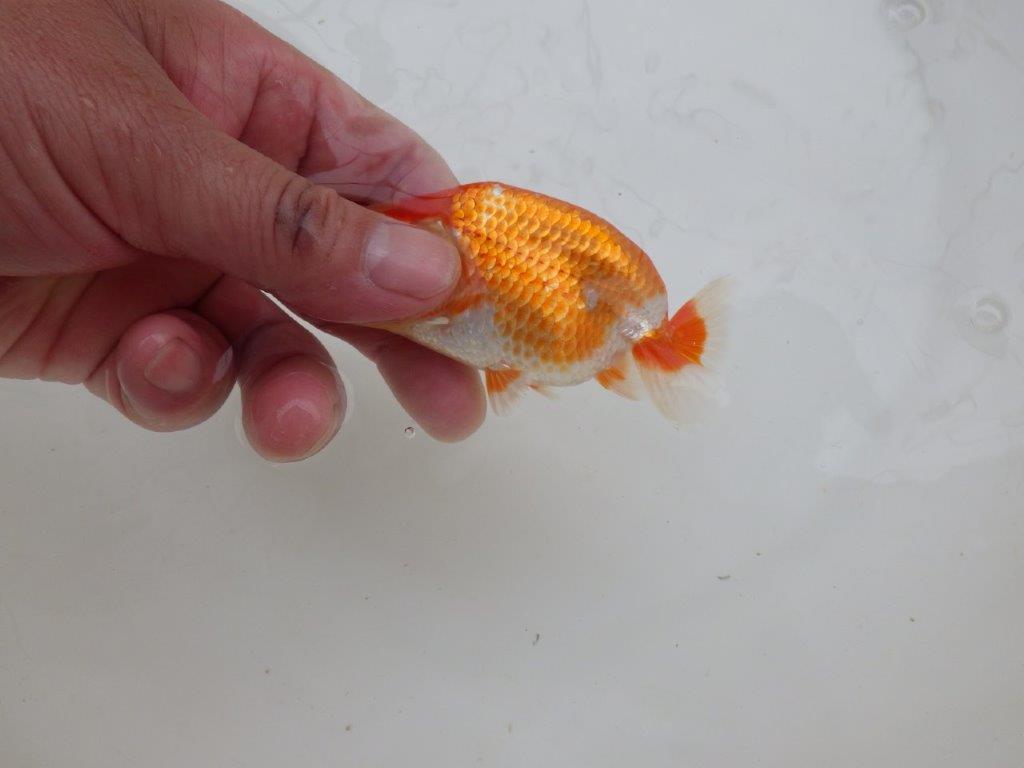 【愛知M 様作当歳らんちゅう 期間限定販売】成長次第で楽しめる！　約10㎝　性別不明