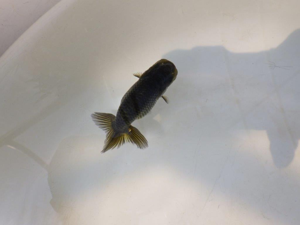 【愛知超優良系統 】様々な楽しみがある黒仔! 当歳らんちゅう約7,5~8cm