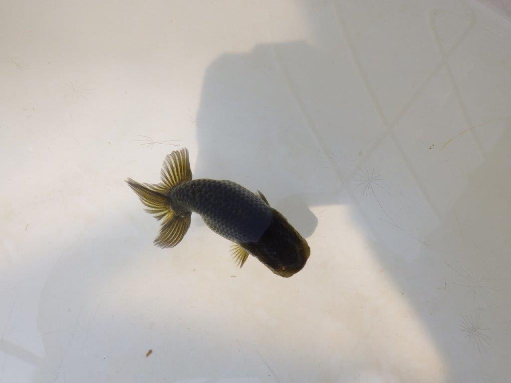 【愛知超優良系統 】様々な楽しみがある黒仔! 当歳らんちゅう約7,5~8cm
