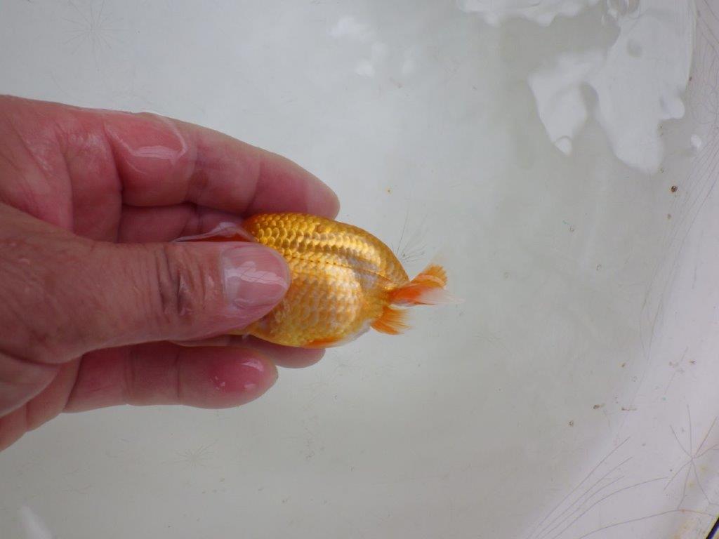 【 約１週間の期間限定販売】素晴らしいフンタン！　約10㎝　性別不明【 岡山村上暢彦氏作】