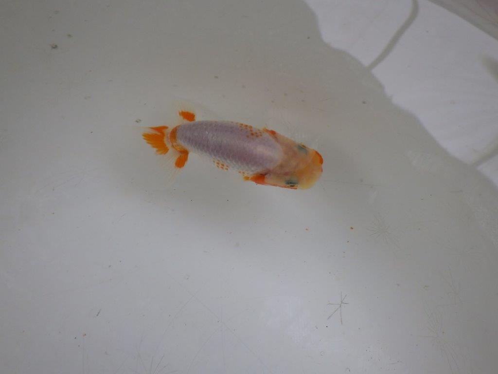 【 約１週間の期間限定販売】美しい柄の更紗　約10㎝　性別不明【 岡山村上暢彦氏作】の上身