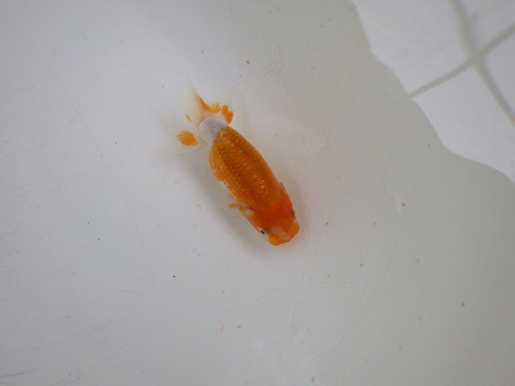 【 約１週間の期間限定販売】背、腰も綺麗です！　約7,5㎝　性別不明【 岡山村上暢彦氏作】