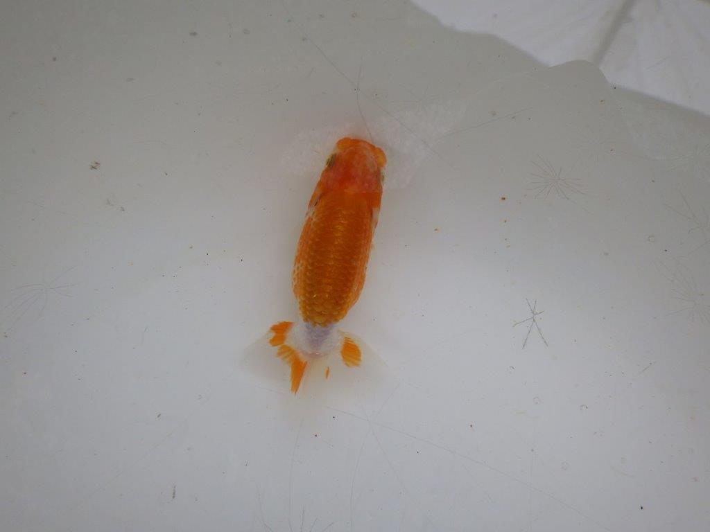【 約１週間の期間限定販売】背、腰も綺麗です！　約7,5㎝　性別不明【 岡山村上暢彦氏作】