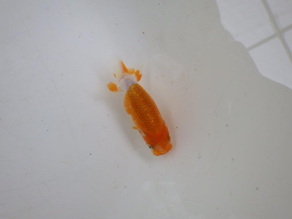【 約１週間の期間限定販売】背、腰も綺麗です！　約7,5㎝　性別不明【 岡山村上暢彦氏作】