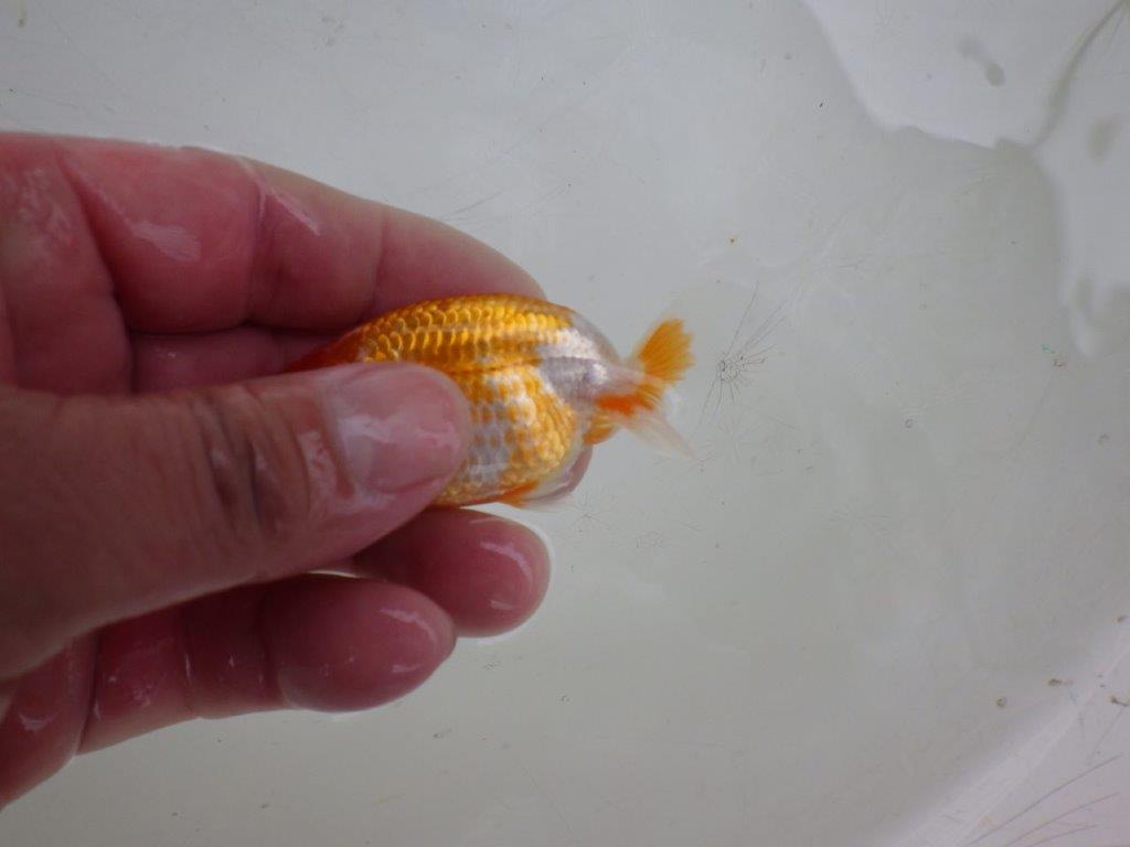 【 約１週間の期間限定販売】背、腰も綺麗です！　約7,5㎝　性別不明【 岡山村上暢彦氏作】