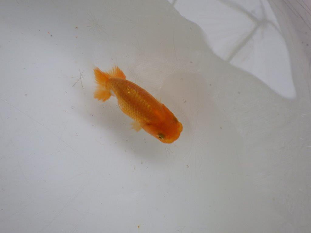 【 約１週間の期間限定販売】これからの魚！　約8㎝　性別不明【 岡山村上暢彦氏作】