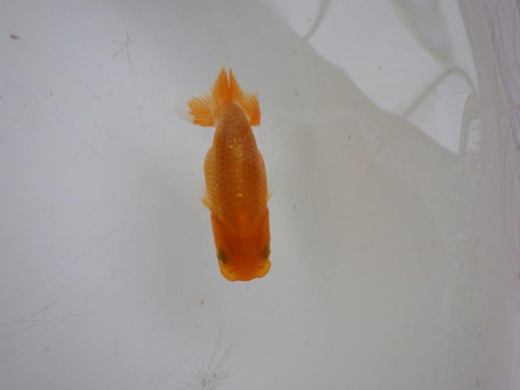 【 約１週間の期間限定販売】これからの魚！　約8㎝　性別不明【 岡山村上暢彦氏作】の上身