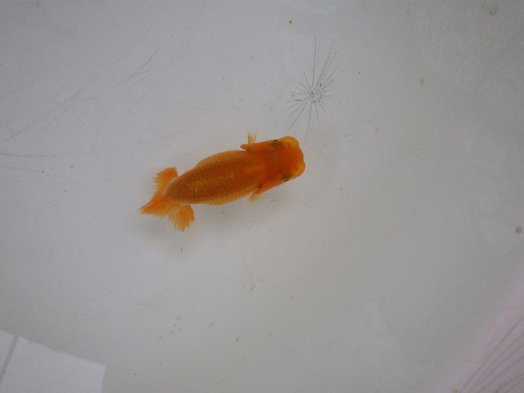 【 約１週間の期間限定販売】これからの魚！　約8㎝　性別不明【 岡山村上暢彦氏作】