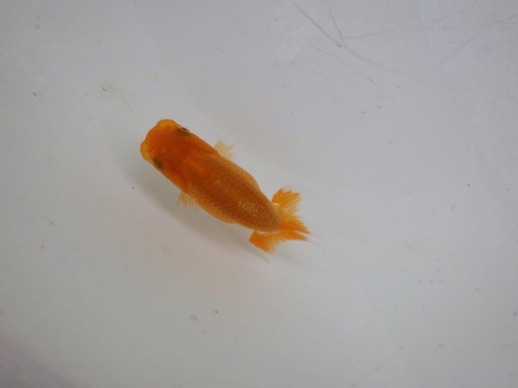 【 約１週間の期間限定販売】これからの魚！　約8㎝　性別不明【 岡山村上暢彦氏作】