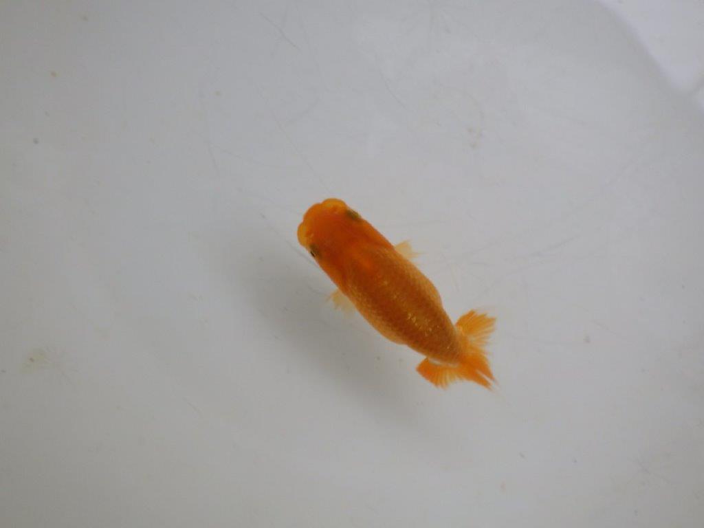 【 約１週間の期間限定販売】これからの魚！　約8㎝　性別不明【 岡山村上暢彦氏作】